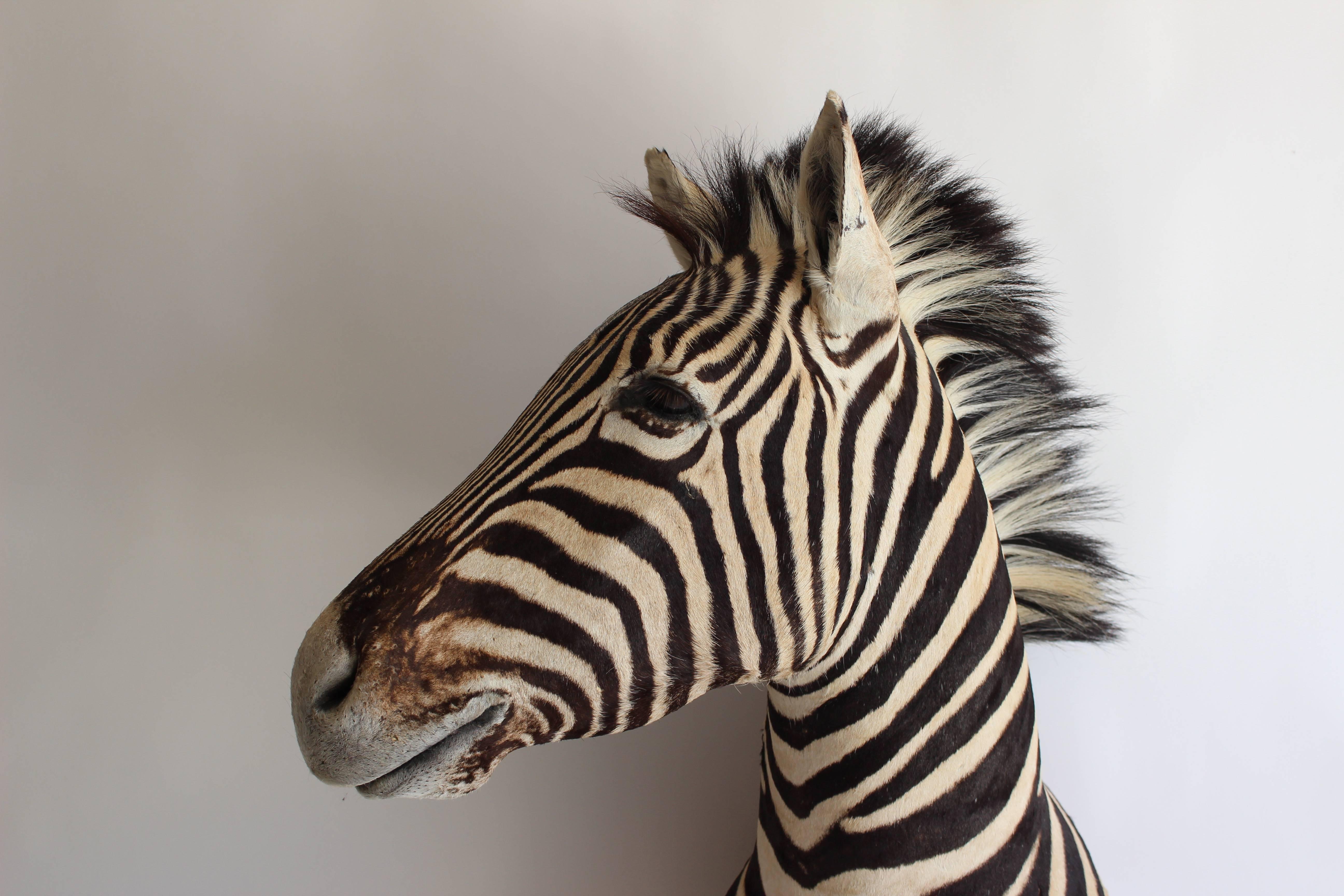 Handsome Taxidermy Zebra Mount 2