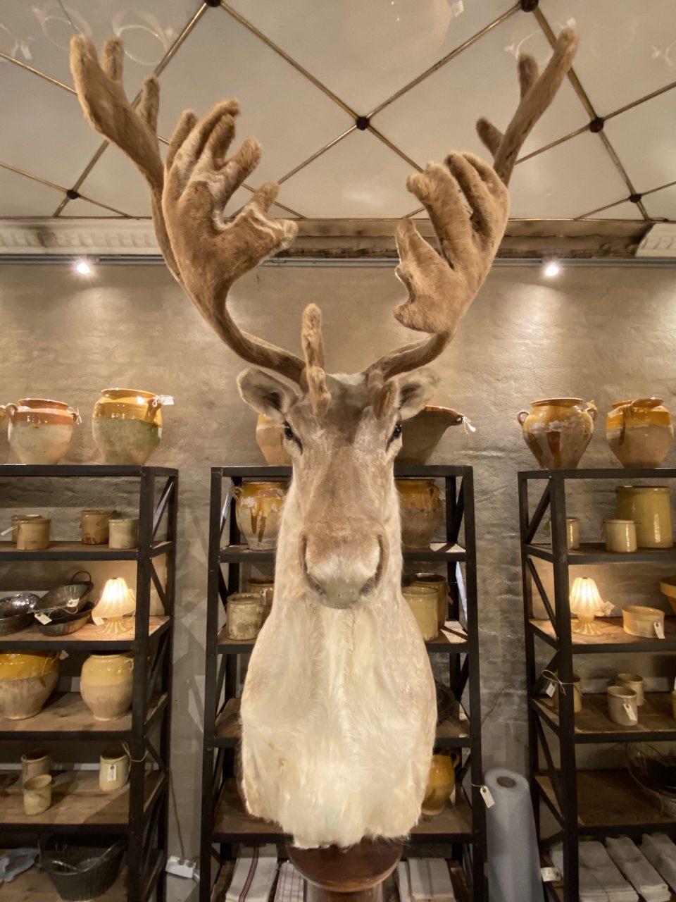 Charming eye-catching and beautiful vintage stuffed reindeer head with large antlers. A true Rudolph! Originally from northern Alaska, but purchased in France and belongs to the species of reindeer called Alaskakaribu.

The reindeer has an