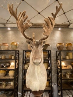 Schöner Reindeerkopf auf Ständer im Vintage-Stil, Frankreich