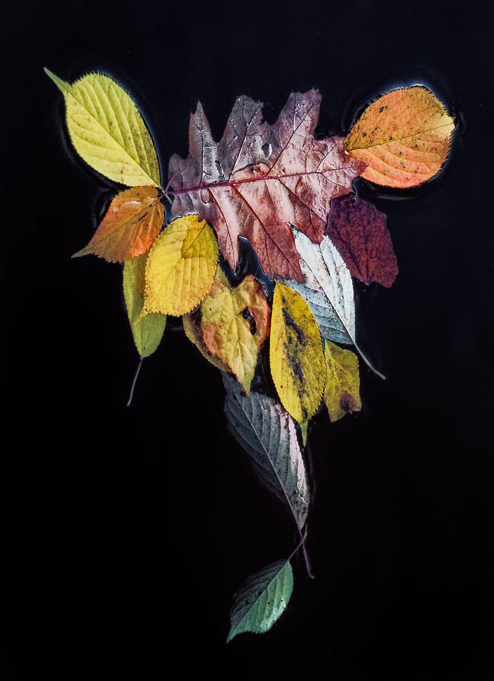 Dance of Nature, Contemporary Color Photography, Limited Edition  - Black Still-Life Photograph by Hank Gans