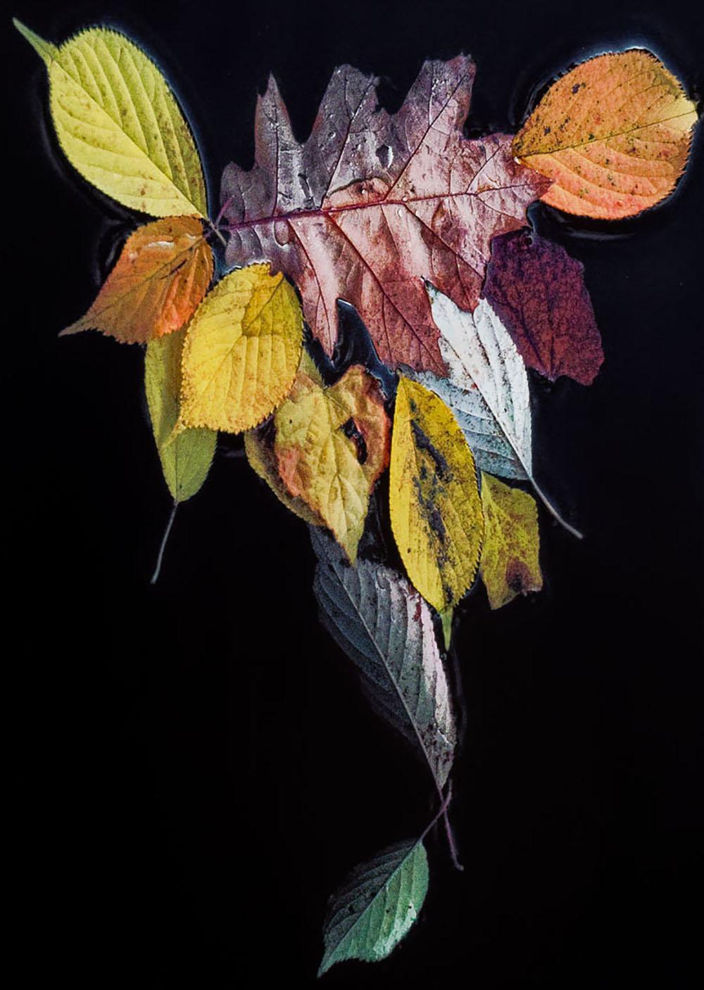 Dance of Nature, 2020 by Hank Gans is a contemporary color archival pigment print in an edition of 5. The photograph focuses on design shapes created spontaneously in nature - fallen leaves from trees swept by a river form a harmonious pattern, an