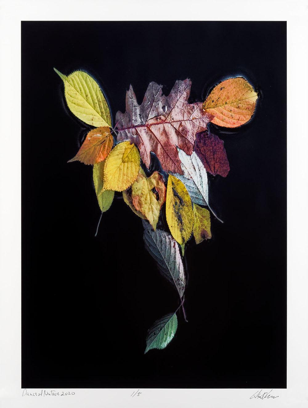 Hank Gans Still-Life Photograph – Tanz der Natur, zeitgenössische Farbfotografie, limitierte Auflage 