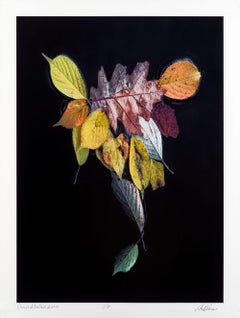 Dance of Nature, Contemporary Color Photography, Limited Edition 