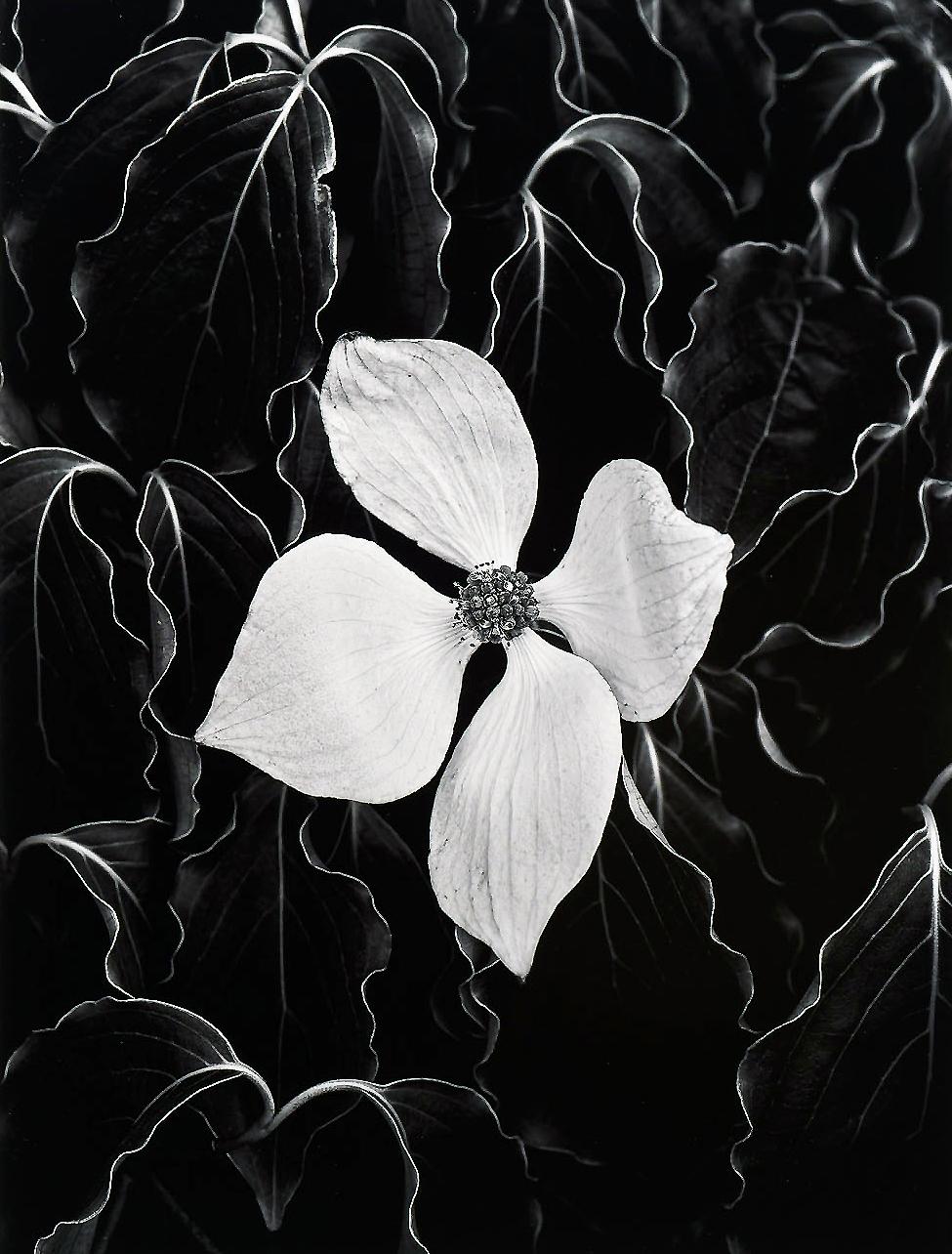 Hundeholz, Schwarz-Weiß-Fotografie, Pigmentdruck in limitierter Auflage (Zeitgenössisch), Photograph, von Hank Gans
