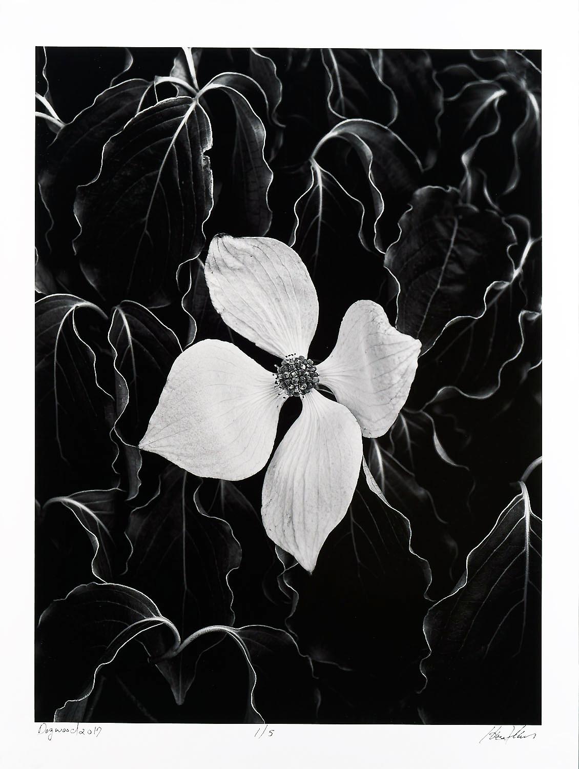 Hank Gans Landscape Photograph - Dogwood, Black-and-White Photography, Limited Edition Pigment Print