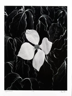 Dogwood, Black-and-White Photography, Limited Edition Pigment Print