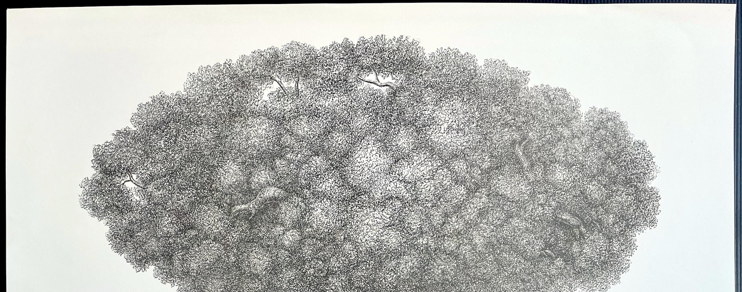 ÁRBOL SUPERVIVIENTE Litografía firmada, Dibujo surrealista, Retrato de árbol fantástico - Print Surrealista de Hanna Kay