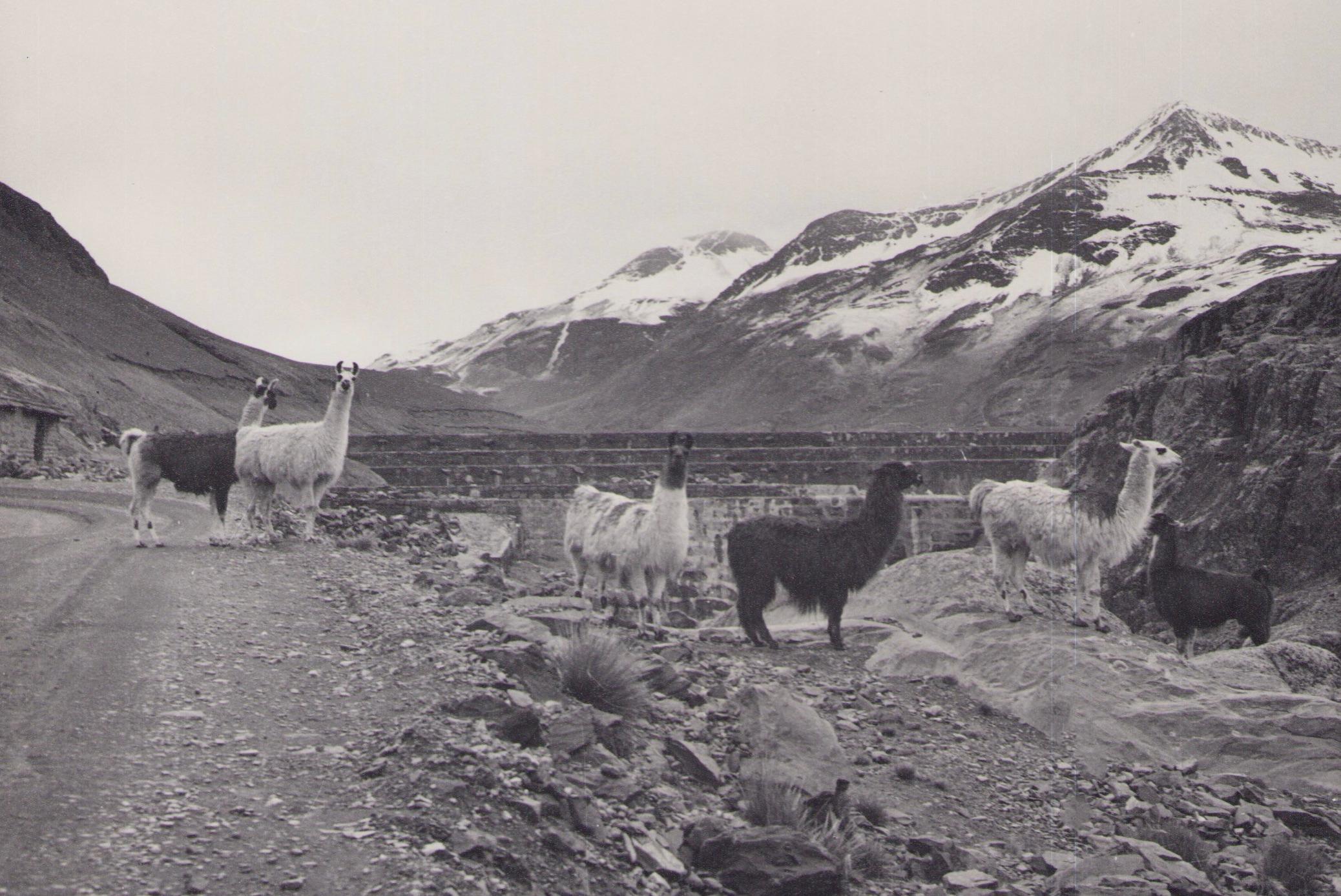 Bolivia, Alpacas, Black and White Photography, 1960s, 23, 9 x 23, 6 cm For Sale 1
