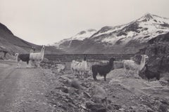 Bolivia, Alpacas, Black and White Photography, 1960s, 23, 9 x 23, 6 cm
