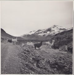 Vintage Bolivia, Alpacas, Black and White Photography, 1960s, 23, 9 x 23, 6 cm