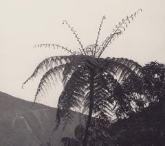 Bolivia, Palm Tree, Black and White Photography, 1960s, 23, 5 x 17, 2 cm