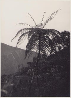 Vintage Bolivia, Palm Tree, Black and White Photography, 1960s, 23, 5 x 17, 2 cm