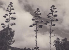 Bolivia, Plants, Black and White Photography, 1960s, 23, 9 x 24, 4 cm