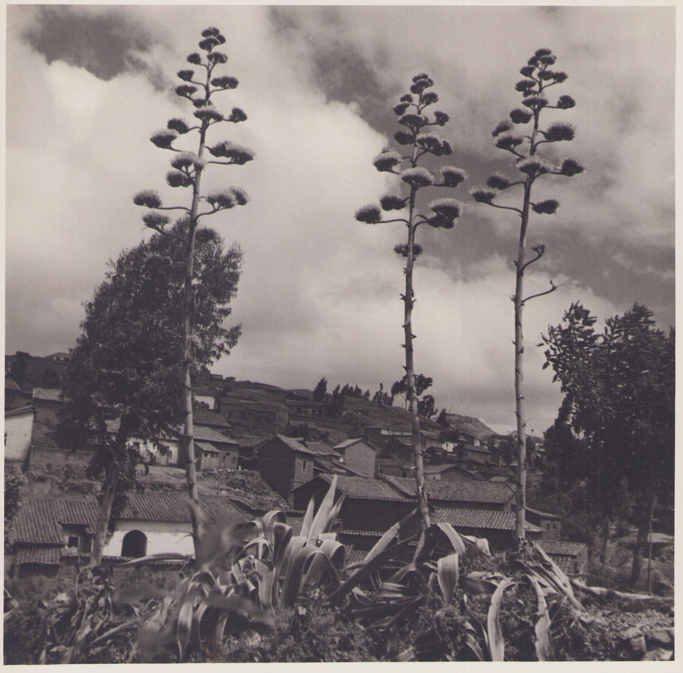 Hanna Seidel Portrait Photograph - Bolivia, Plants, Black and White Photography, 1960s, 23, 9 x 24, 4 cm