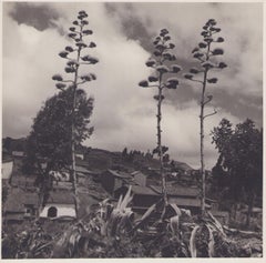 Vintage Bolivia, Plants, Black and White Photography, 1960s, 23, 9 x 24, 4 cm