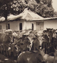 Colombia, Cows, Black and White Photography, 1960s, 24, 2 x 24, 1 cm