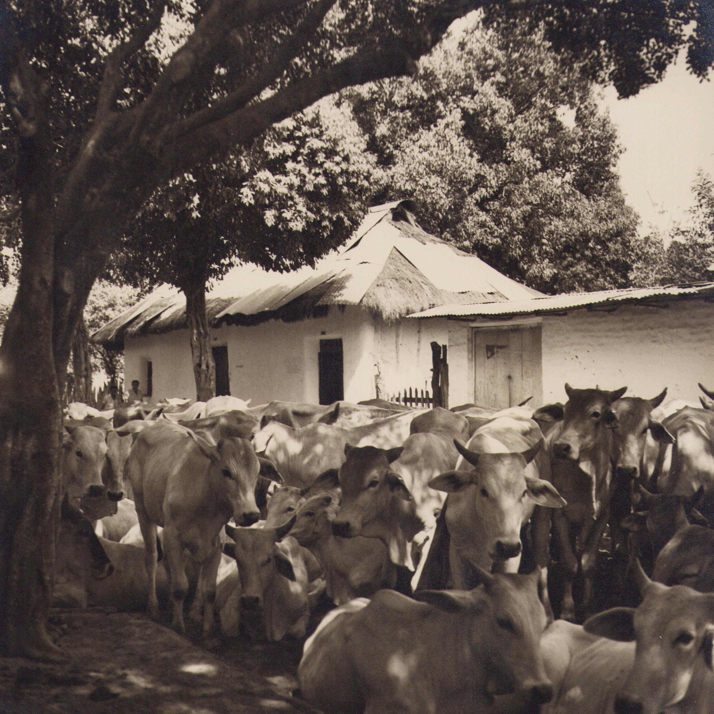 Hanna Seidel Portrait Photograph - Colombia, Cows, Black and White Photography, 1960s, 24, 2 x 24, 1 cm