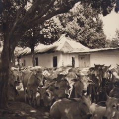 Colombie, vaches, photographie noir et blanc, années 1960, 24,2 x 24,1 cm