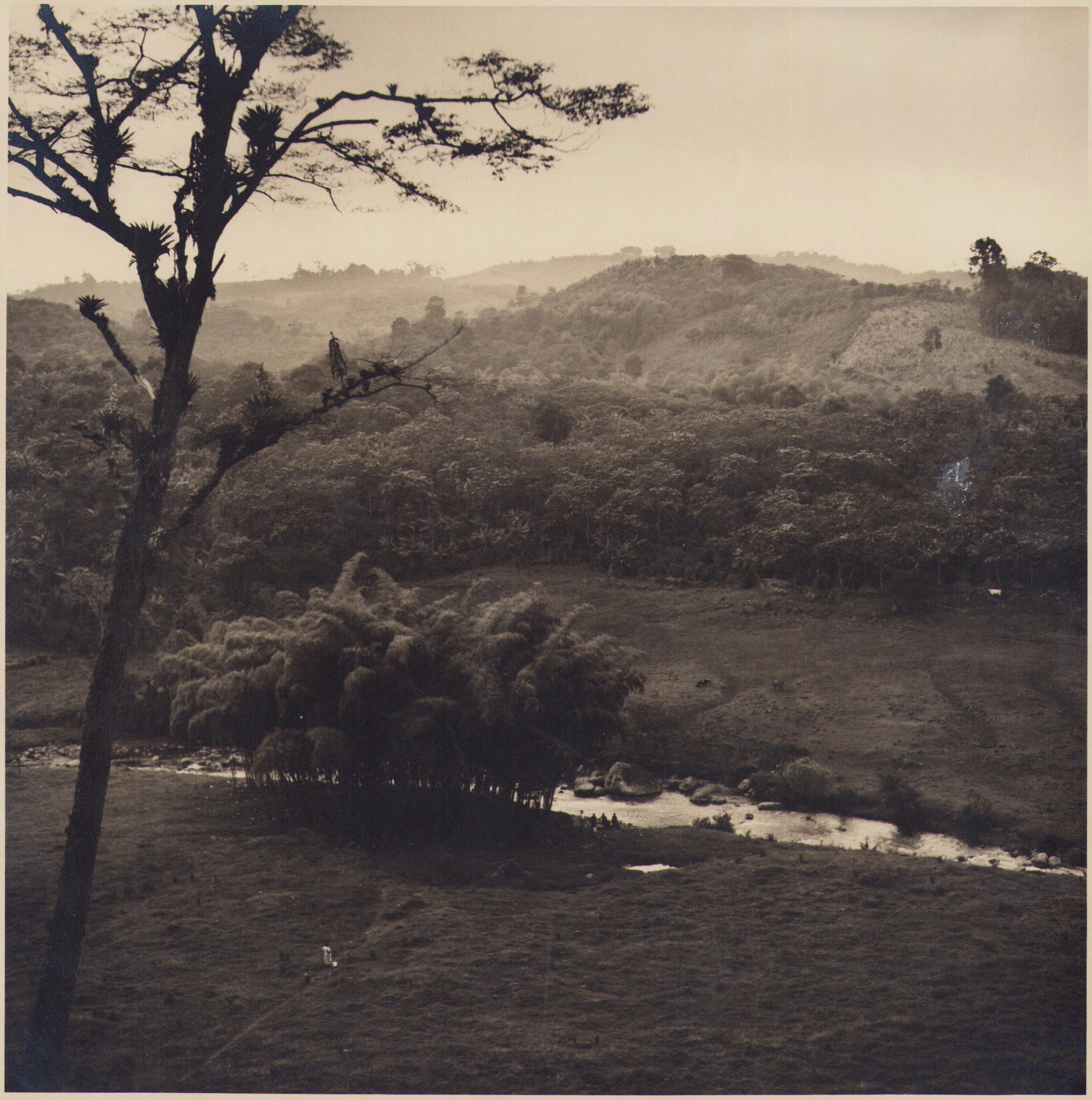 Hanna Seidel Portrait Photograph - Colombia, Landscape, Forest, Black and White Photography, 1960s, 24, 2 x 24, 1 cm