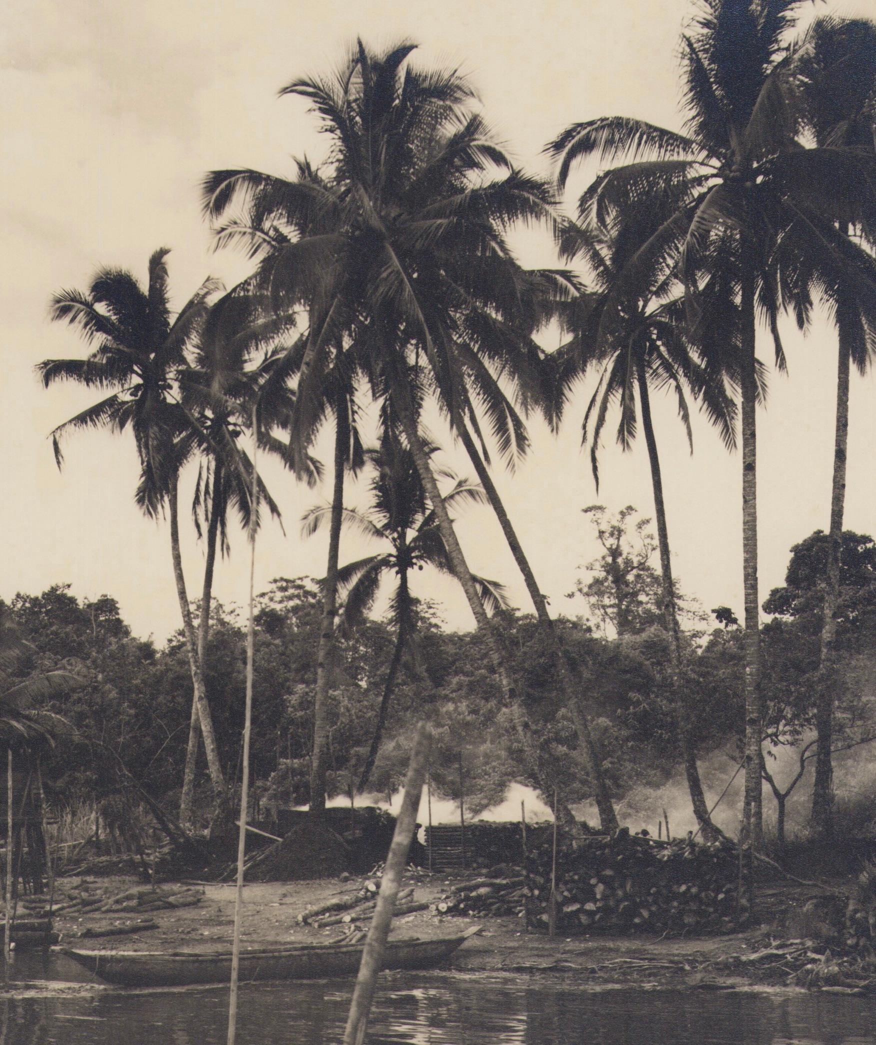 Colombia, Palmeras, Fotografía en blanco y negro, Años 60, 24 .4x 24, 2 cm - Photograph de Hanna Seidel