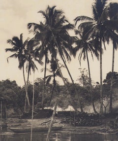 Colombia, Palm Trees, Black and White Photography, 1960s, 24 .4x 24, 2 cm