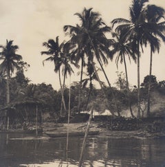 Colombie, palmiers, photographie en noir et blanc, années 1960, 24 .4 x 24,2 cm