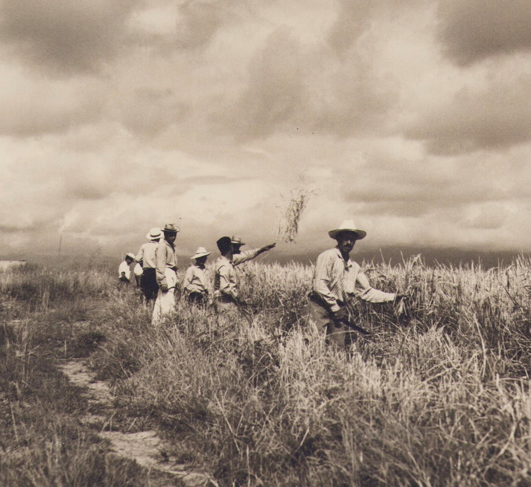 Colombia, Rice, Harvest, Black and White Photography, 1960s, 24, 4 x 24, 2 cm - Brown Portrait Photograph by Hanna Seidel