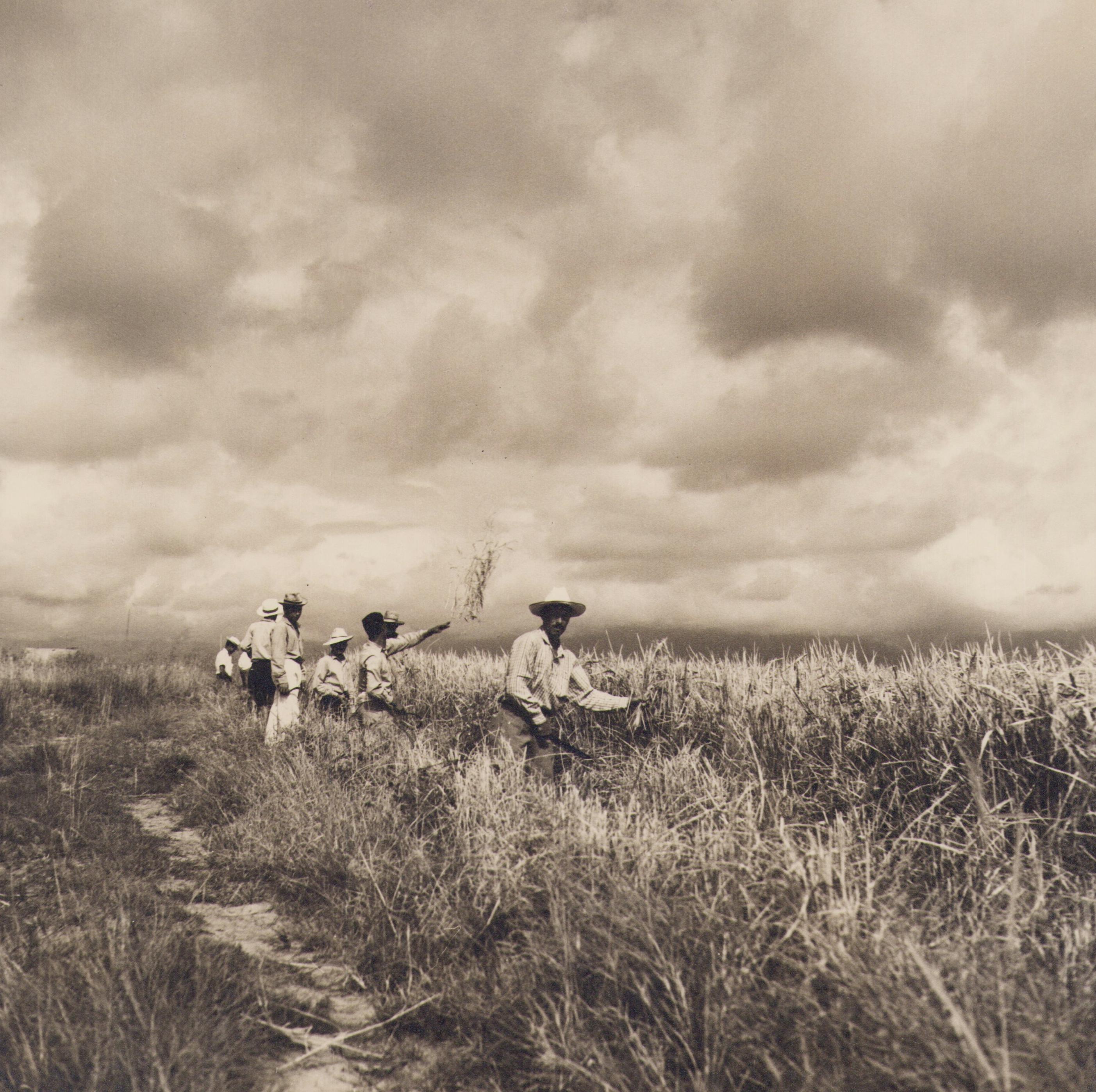 Hanna Seidel Portrait Photograph - Colombia, Rice, Harvest, Black and White Photography, 1960s, 24, 4 x 24, 2 cm