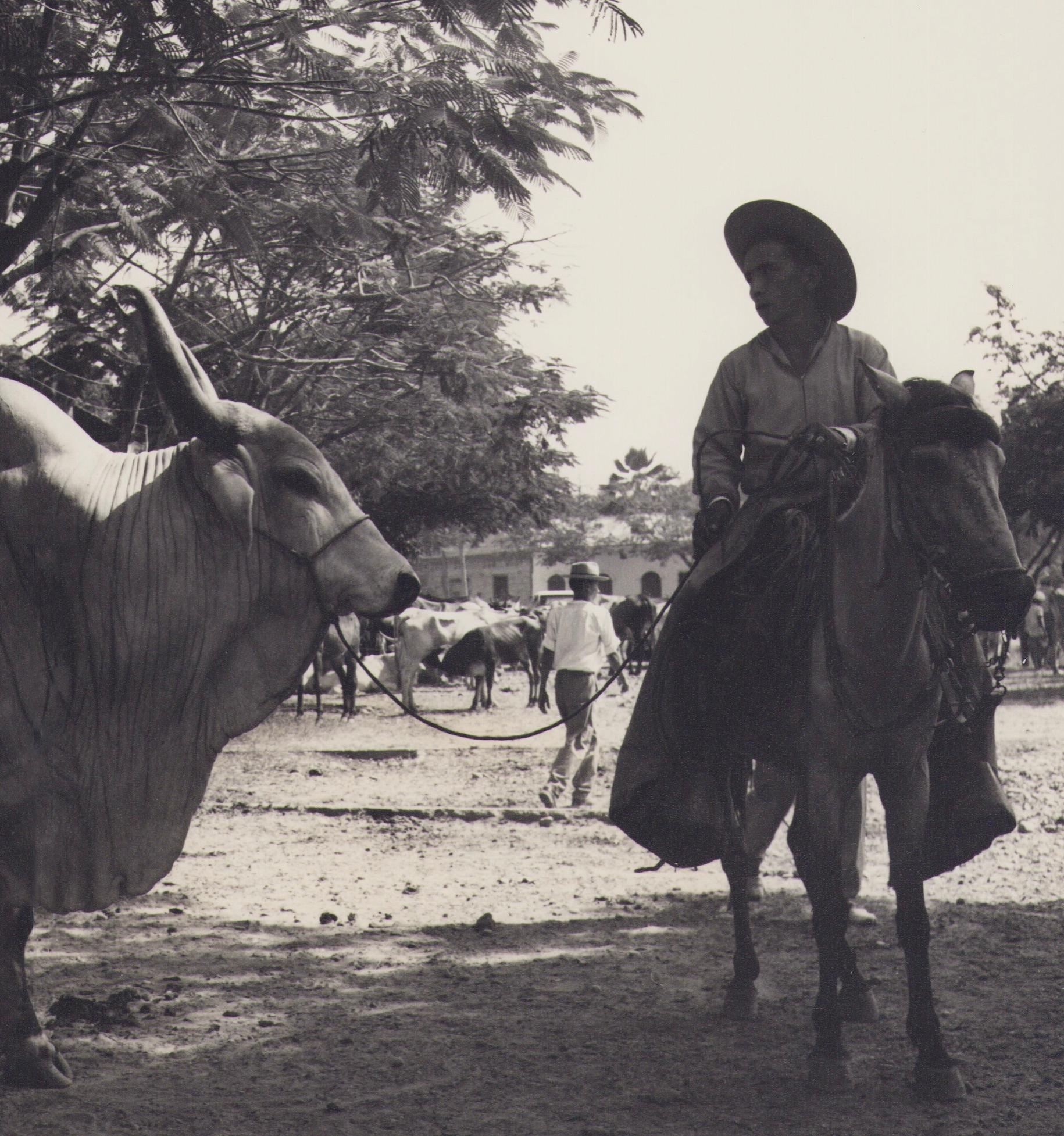 Colombie, taureau de Zebu, photographie en noir et blanc, années 1960, 24,2 x 25,2 cm - Photograph de Hanna Seidel