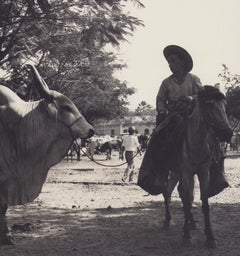Colombia, Zebu bull, Black and White Photography, 1960s, 24, 2 x 25, 2 cm