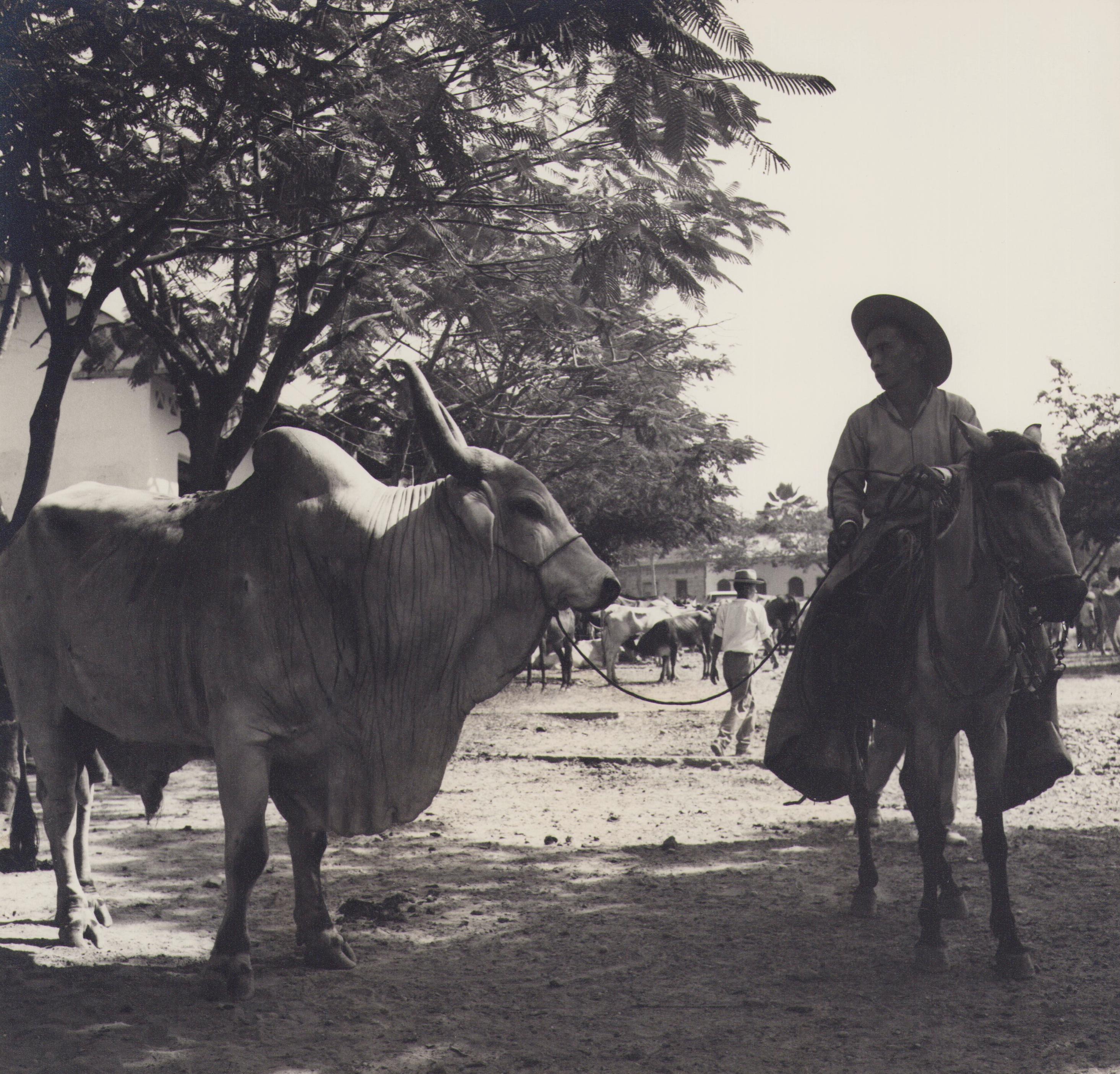 Portrait Photograph Hanna Seidel - Colombie, taureau de Zebu, photographie en noir et blanc, années 1960, 24,2 x 25,2 cm