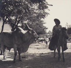 Kolumbien, Stier von Zebu, Schwarz-Weiß-Fotografie, 1960er Jahre, 24,2 x 25,2 cm