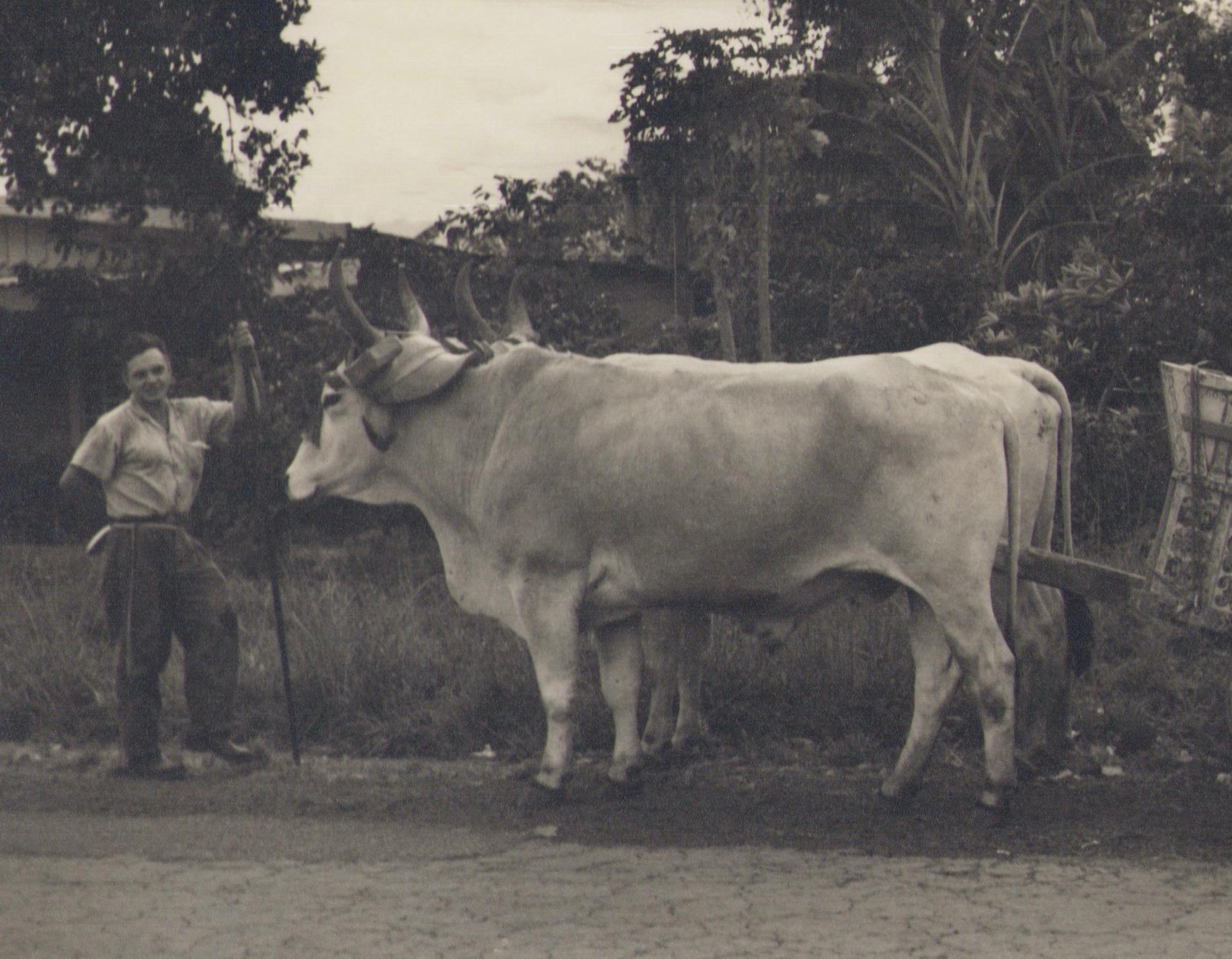 Costa Rica, Encadrement, Vache, Photographie en noir et blanc, années 1960, 17,2 x 21,9 cm - Noir Portrait Photograph par Hanna Seidel
