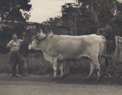 Costa Rica, Enmarcador, Vaca, Fotografía en blanco y negro, Años 60, 17, 2 x 21, 9 cm