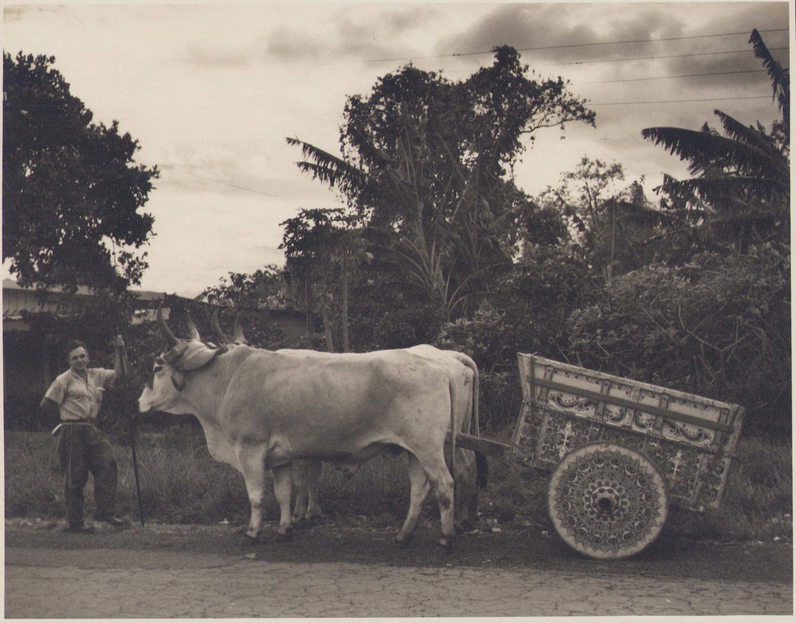 Portrait Photograph Hanna Seidel - Costa Rica, Encadrement, Vache, Photographie en noir et blanc, années 1960, 17,2 x 21,9 cm