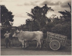 Costa Rica, Framer, Cow, Black and White Photography, 1960s, 17,2 x 21,9 cm