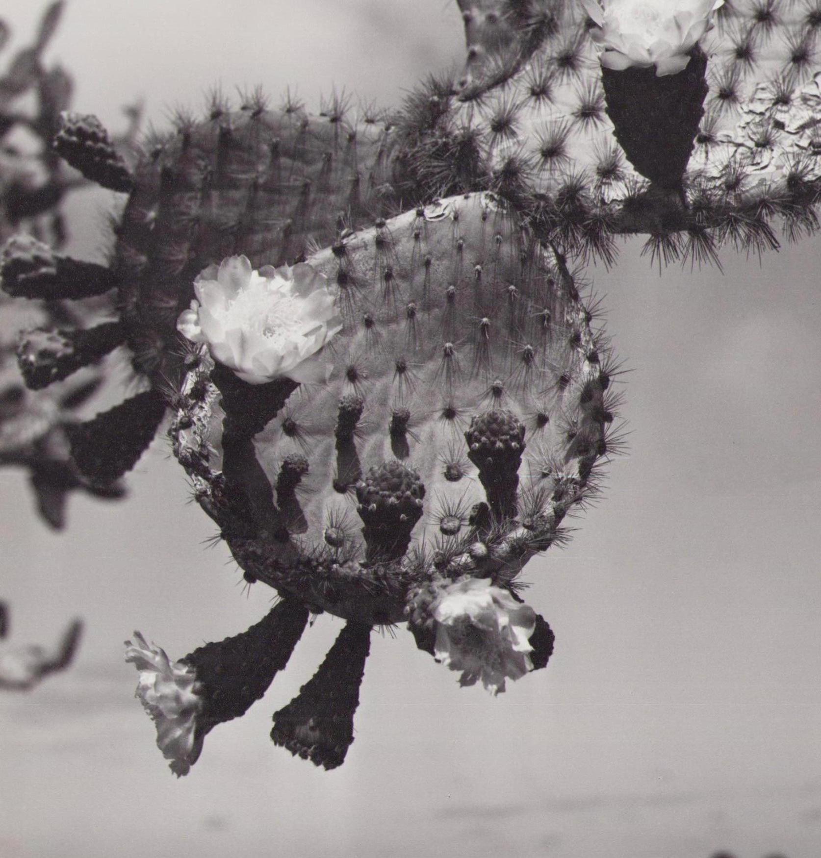 Galápagos, Cactus-Blossom, Black and White Photography, 1960s, 22, 5 x 22, 3 cm - Gray Portrait Photograph by Hanna Seidel