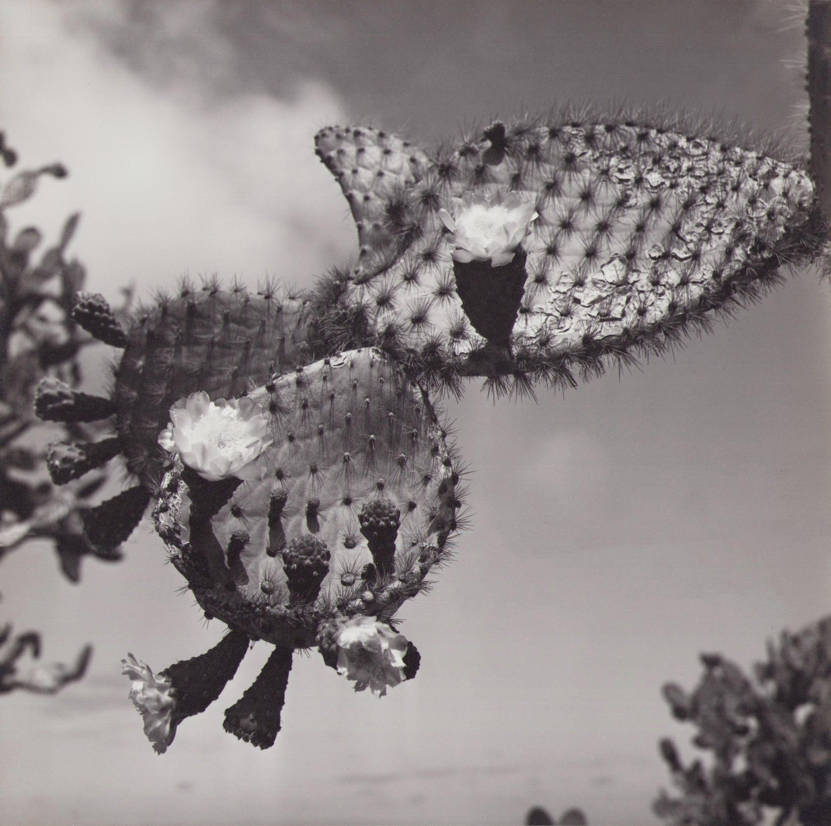 Hanna Seidel Portrait Photograph - Galápagos, Cactus-Blossom, Black and White Photography, 1960s, 22, 5 x 22, 3 cm
