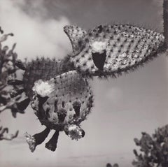 Vintage Galápagos, Cactus-Blossom, Black and White Photography, 1960s, 22, 5 x 22, 3 cm