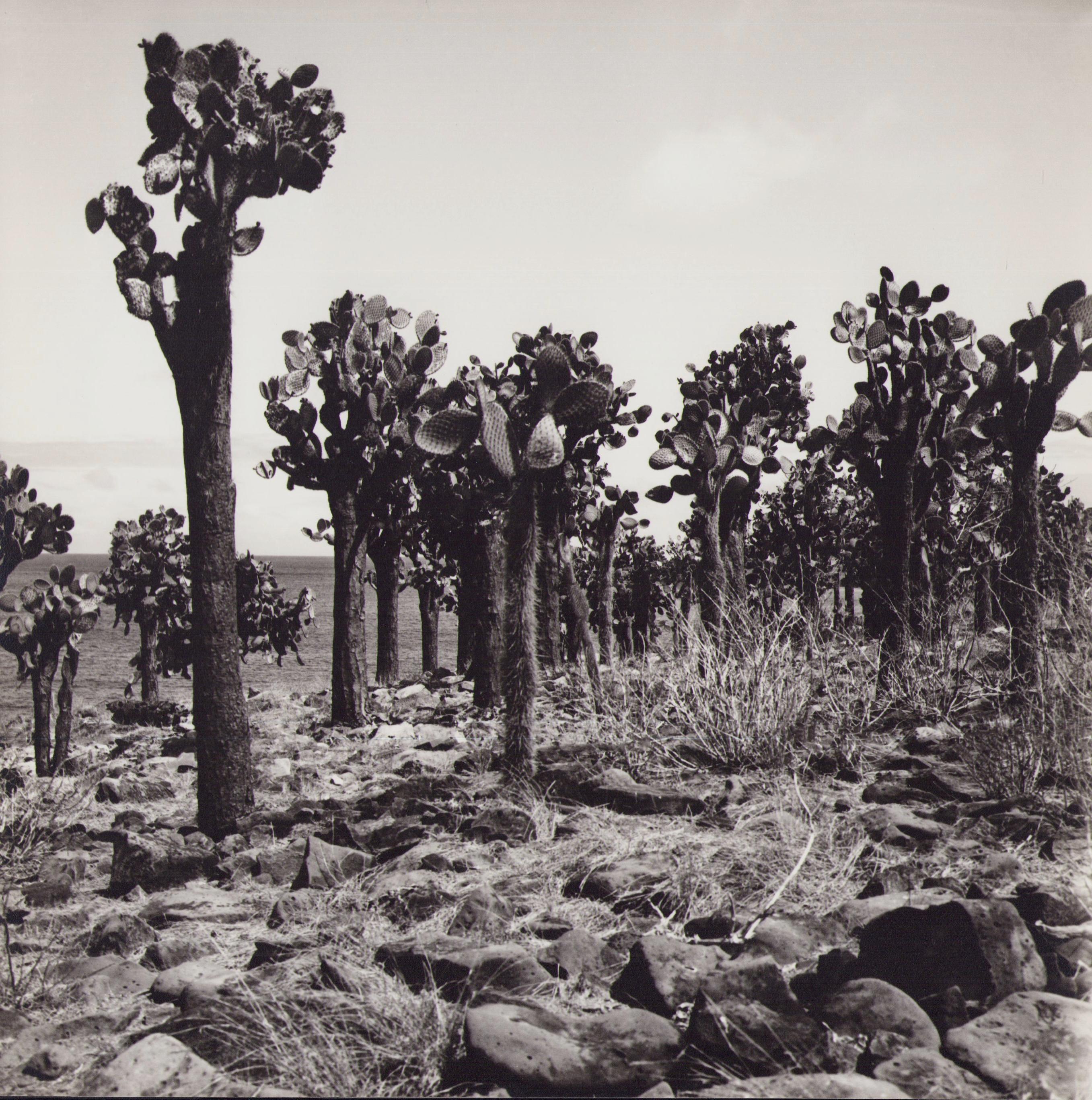 Hanna Seidel Portrait Photograph - Galápagos, Cactus-Forest, Black and White Photography, 1960s, 23, 2 x 23, 2 cm