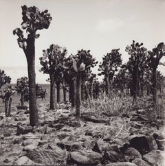 Galápagos, Kaktus-Wald, Schwarz-Weiß-Fotografie, 1960er Jahre, 23,2 x 23,2 cm