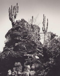 Galápagos, côte, photographie en noir et blanc, années 1960, 23,1 x 23,2 cm