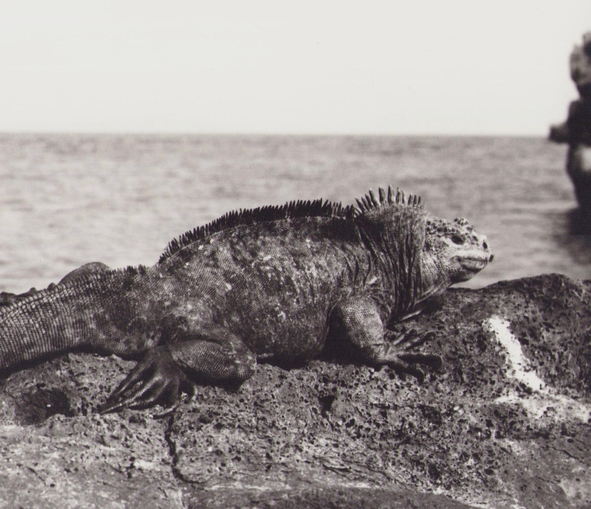 Galápagos, Iguana, Black and White Photography, 1960s, 20, 3 x 29, 1 cm - Gray Portrait Photograph by Hanna Seidel