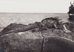 Galápagos, Iguane, photographie en noir et blanc, années 1960, 20,3 x 29,1 cm