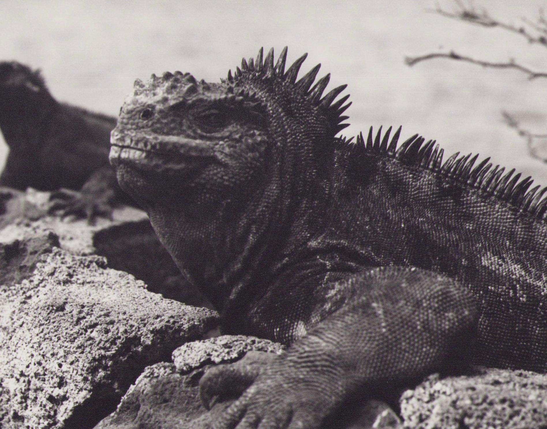 Galápagos, Iguana, Black and White Photography, 1960s, 24 x 25, 7 cm For Sale 1