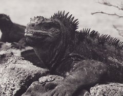 Galápagos, Leguan, Schwarz-Weiß-Fotografie, 1960er Jahre, 24 x 25, 7 cm