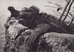 Galápagos, Leguan, Schwarz-Weiß-Fotografie, 1960er Jahre, 24 x 25,7 cm