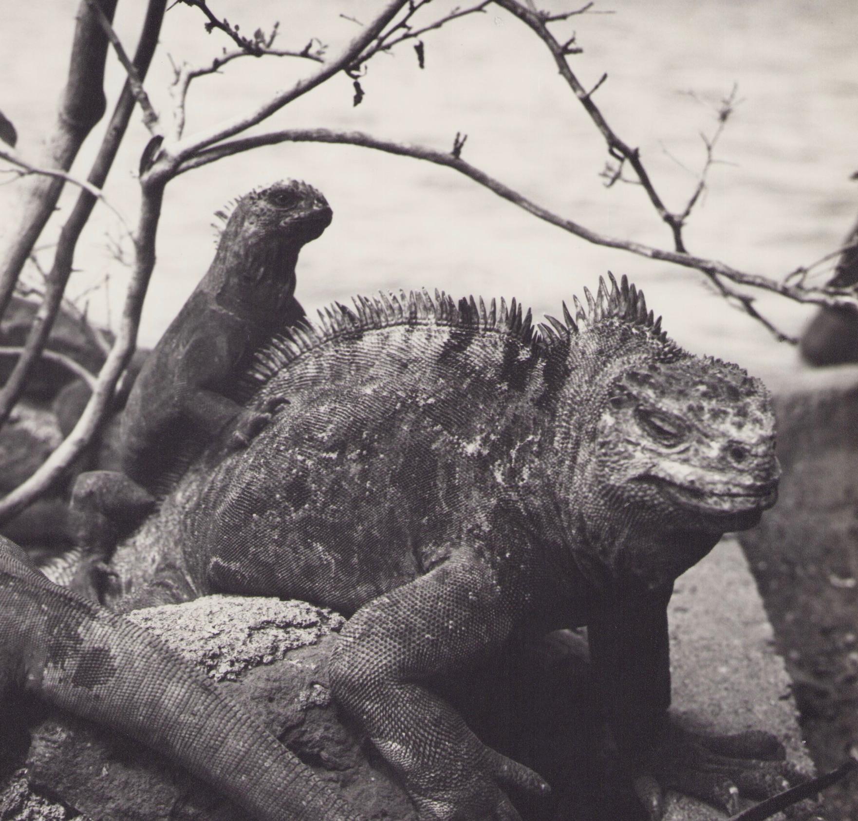 Galápagos, Iguana, Black and White Photography, 1960s, 28, 6 x 23, 2 cm - Gray Portrait Photograph by Hanna Seidel