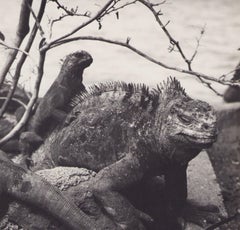 Galápagos, Iguana, Black and White Photography, 1960s, 28, 6 x 23, 2 cm