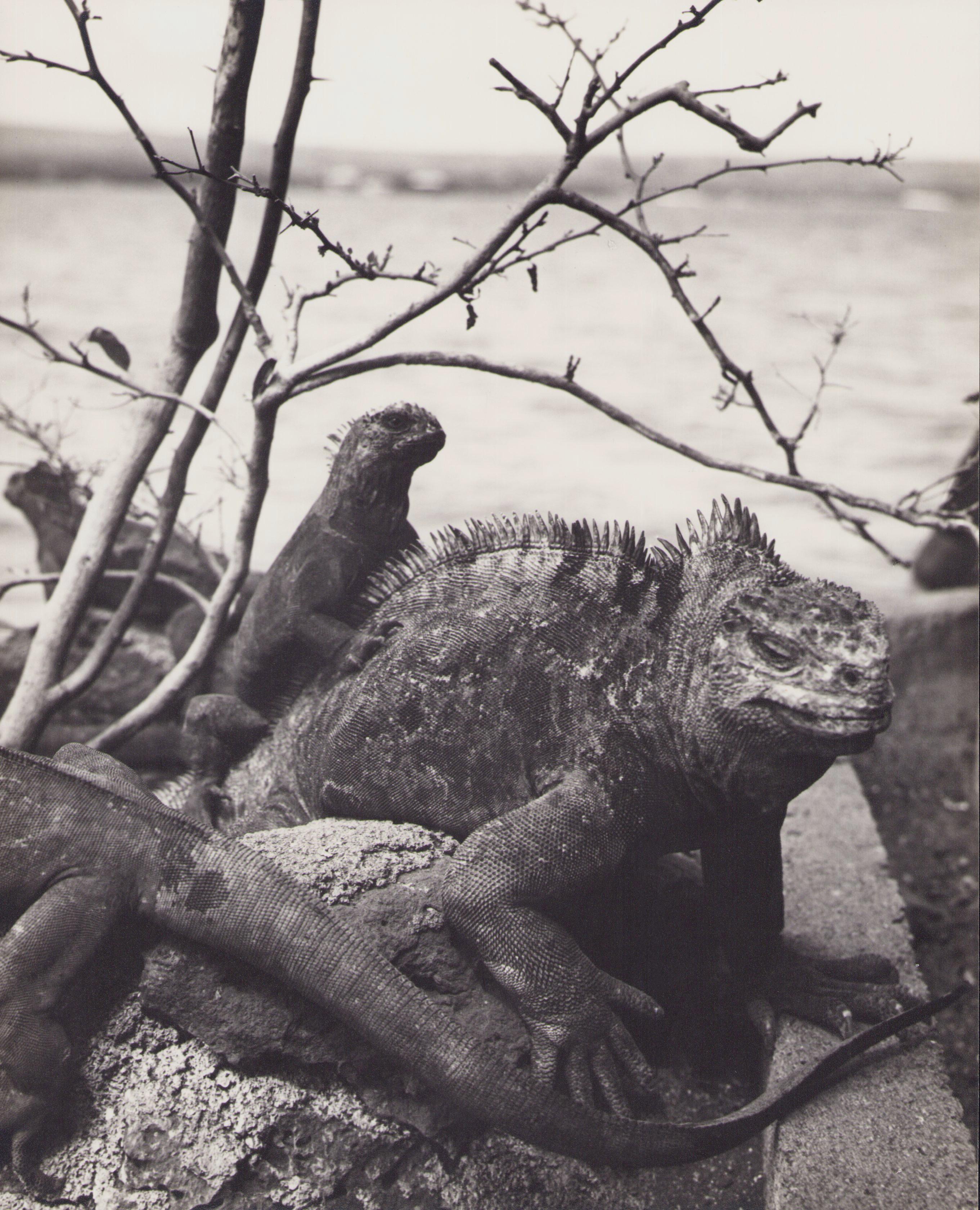 Hanna Seidel Portrait Photograph - Galápagos, Iguana, Black and White Photography, 1960s, 28, 6 x 23, 2 cm